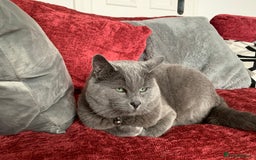 Russian Blue cats for sale: Russian Blue Kitten - Image 38