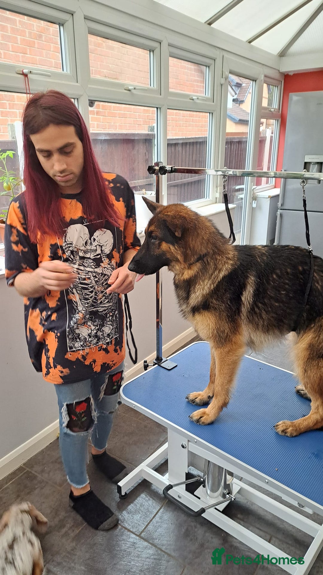 German Shepherd dogs for sale: Bella is looking for forever home - Image 7