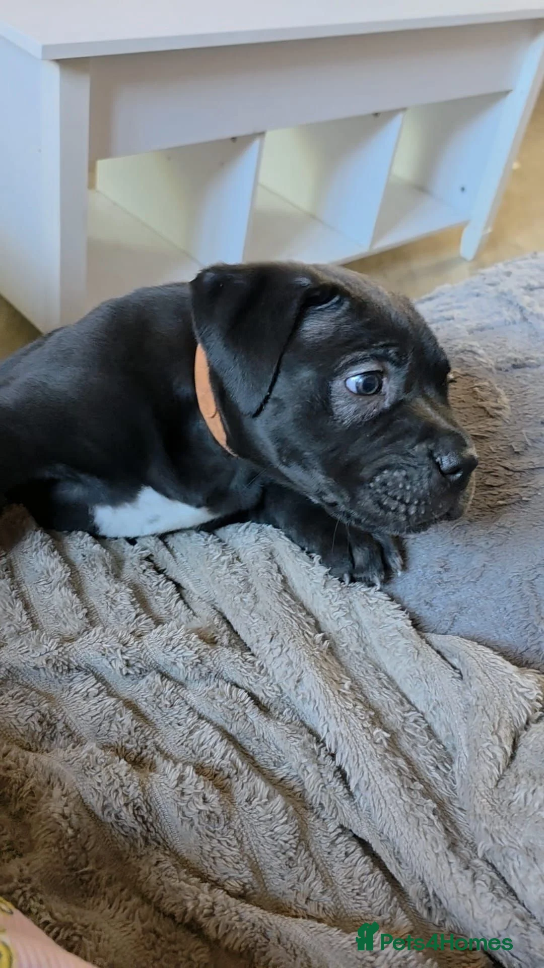 Cane Corso dogs for sale: 6 week old beautiful Cane corso babies  - Advert 2