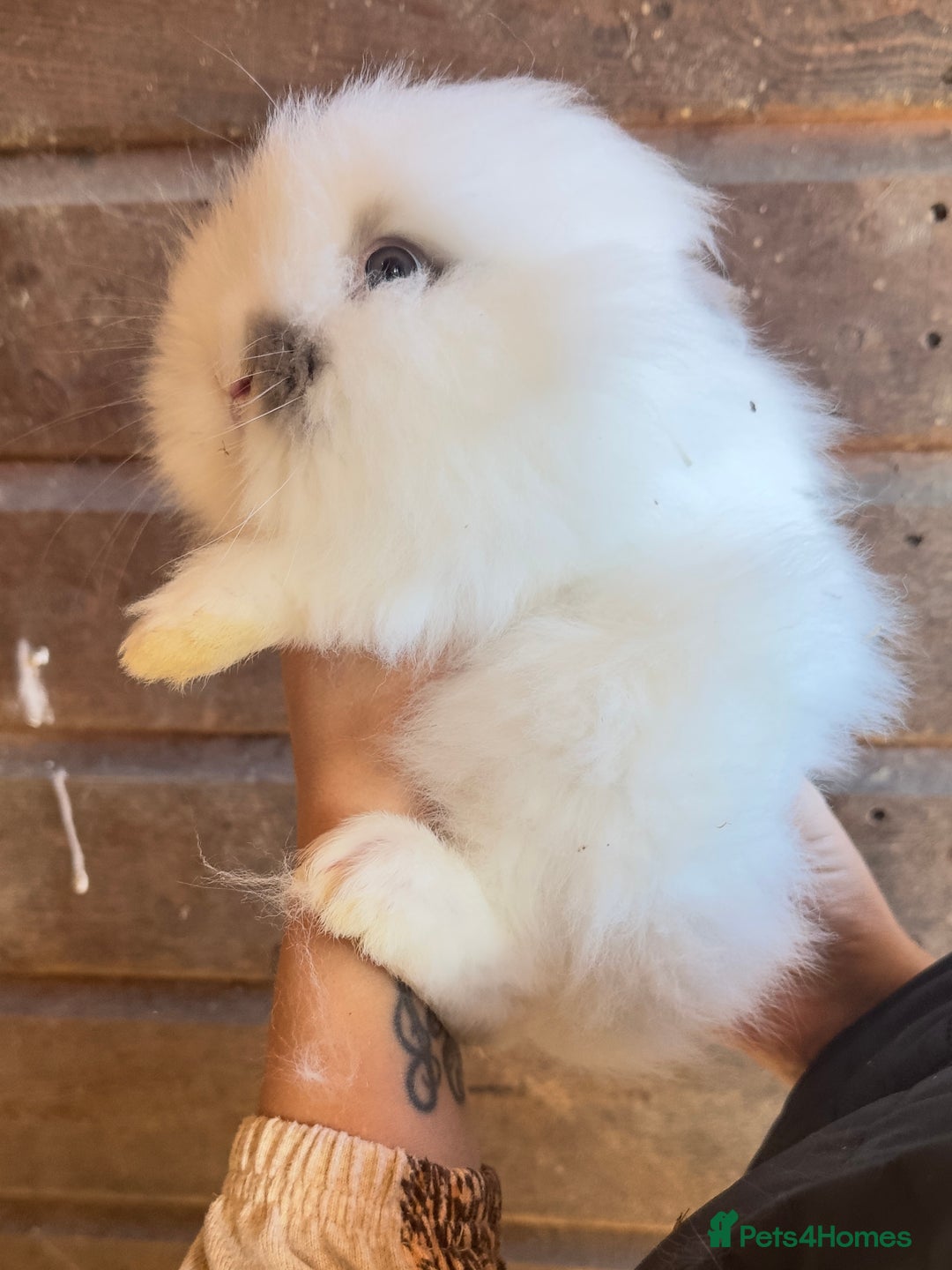 Lionhead rabbits for sale: Extra Special Lionhead Bunnies  - Image 15