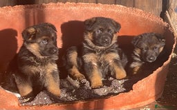 German Shepherd dogs for sale: German Shepherd Dog. - Image 2