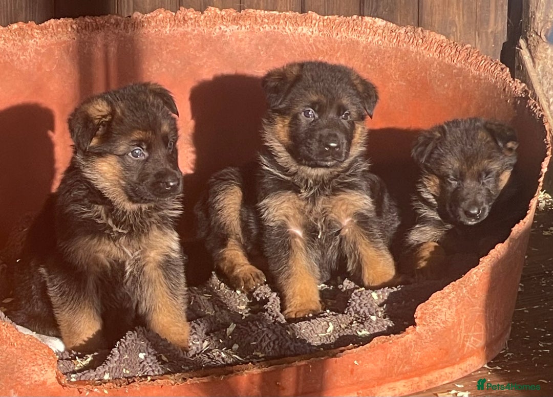 German Shepherd dogs for sale: German Shepherd Dog. - Image 2