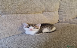 Mixed Breed cats for sale: 4 beautiful kittens available Saturday 22nd - Advert 4