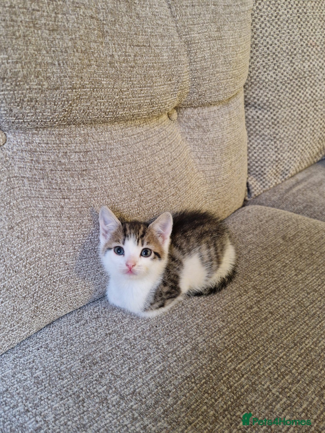 Mixed Breed cats for sale: 4 beautiful kittens available Saturday 22nd - Advert 4
