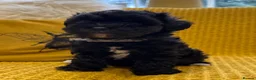 Schnoodle dogs for sale: F1 Toy Mega Coat Schnoodles - Advert 4