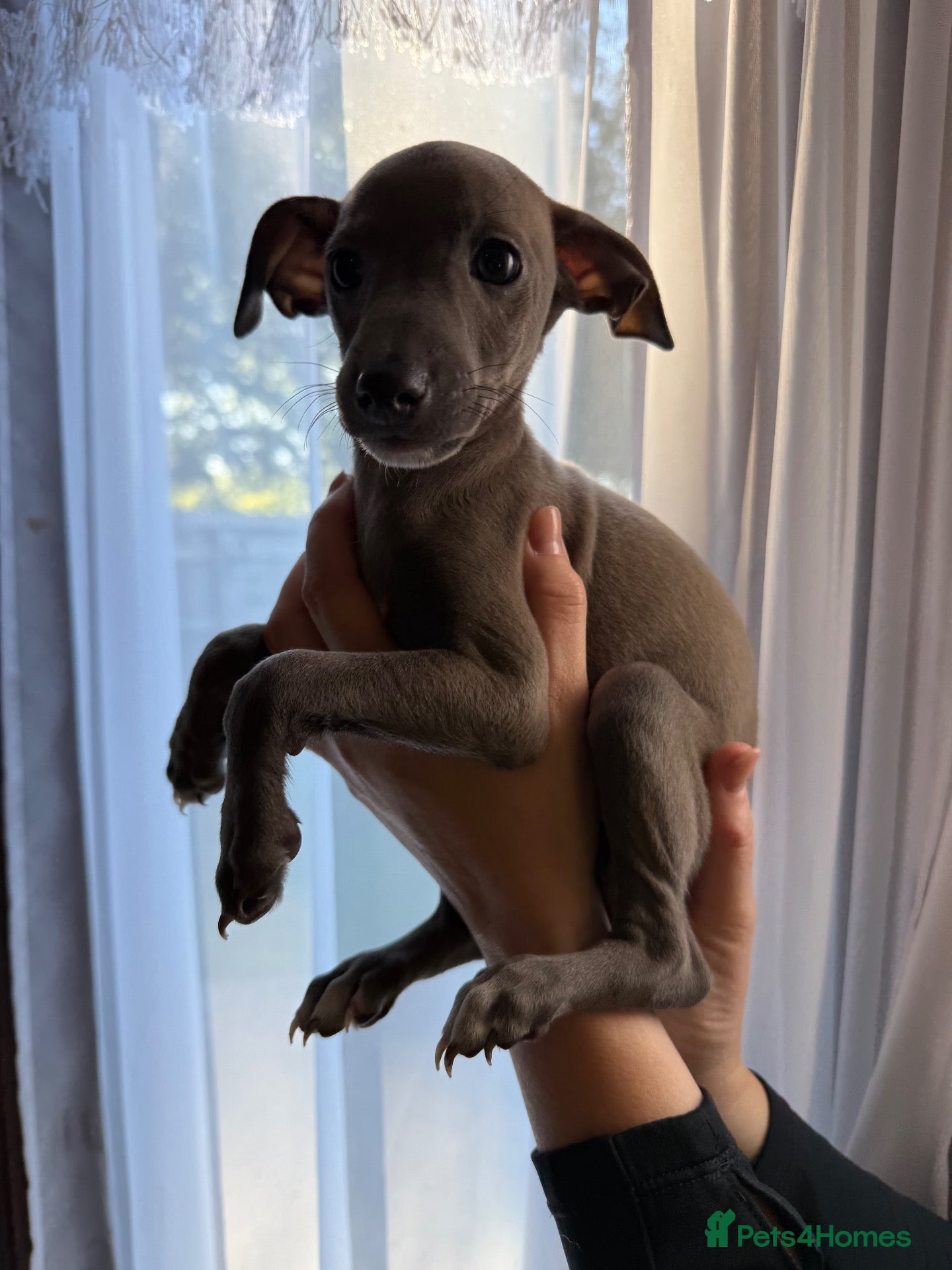 Italian Greyhound dogs 🤎🤎 3 puppies left🤎🤎KC Reg beautiful Iggies🤎🤎 - Advert 2