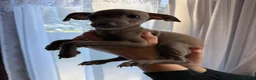 Italian Greyhound dogs for sale: 💙 beautiful blue boy looking for his forever home - Advert 2