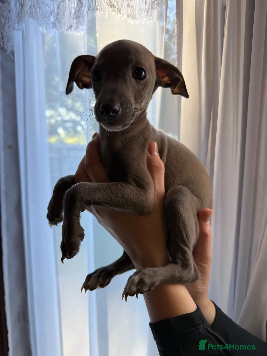 Italian Greyhound dogs for sale: 💙 beautiful blue boy looking for his forever home - Advert 2