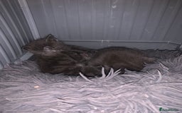 Russian Blue cats for sale: Kitties - Image 4