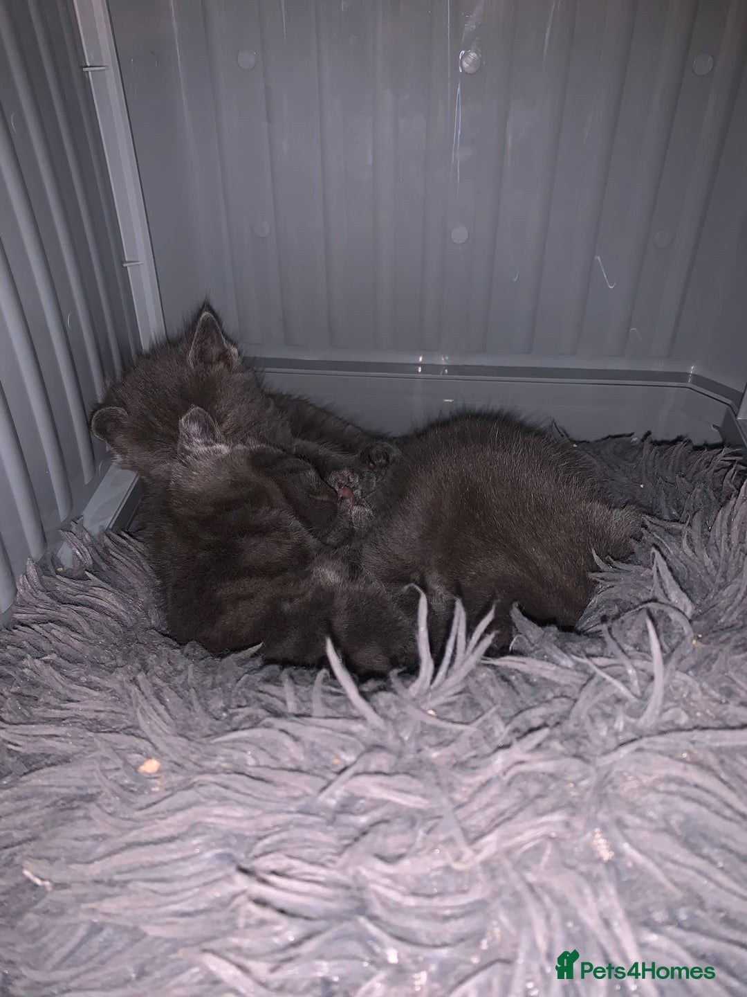 Russian Blue cats for sale: Kitties - Image 4