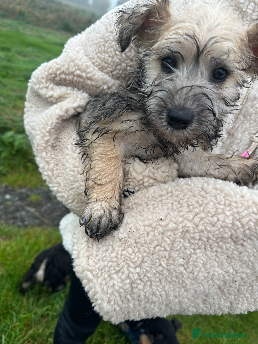 Scottish Terrier Our Generation Schnauzer Pup Terrier X Mini