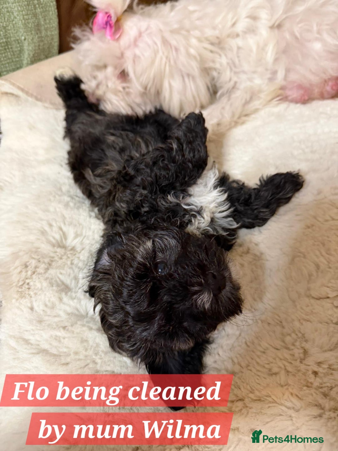 Maltipoo dogs for sale: Multipoo - Advert 11