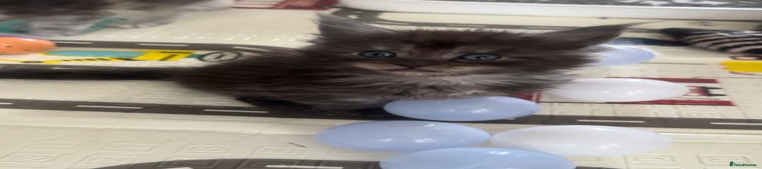 Maine Coon Kitten 2