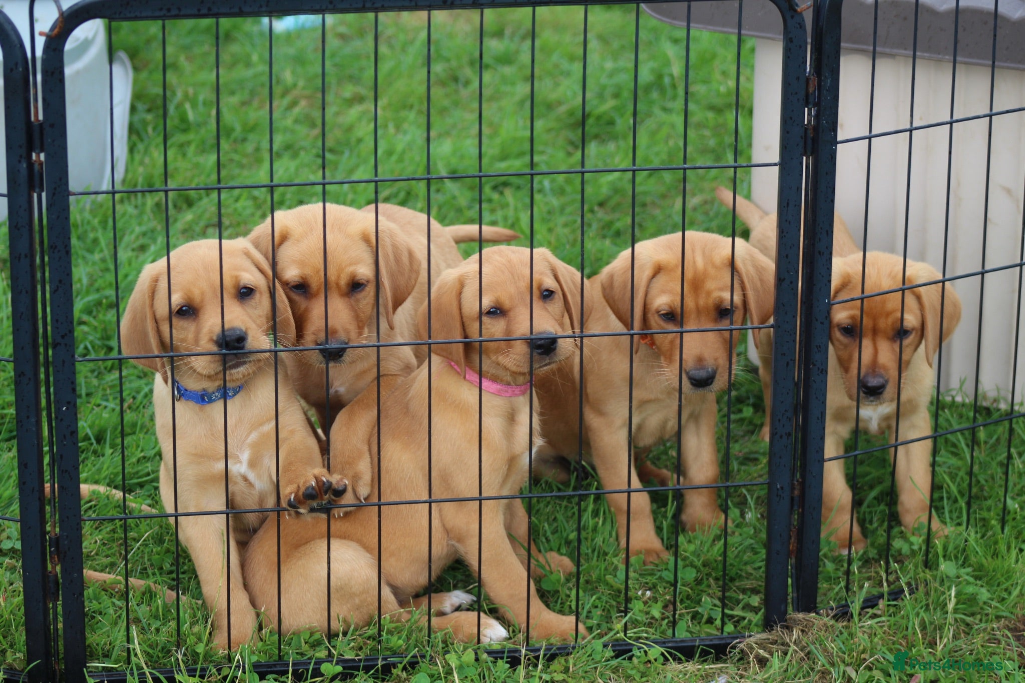 Labrador Retriever dogs *Ready Now* Labrador Puppies For Sale  - Advert 1