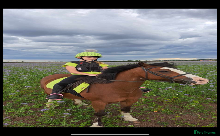 Irish Cob horses - Advert 1