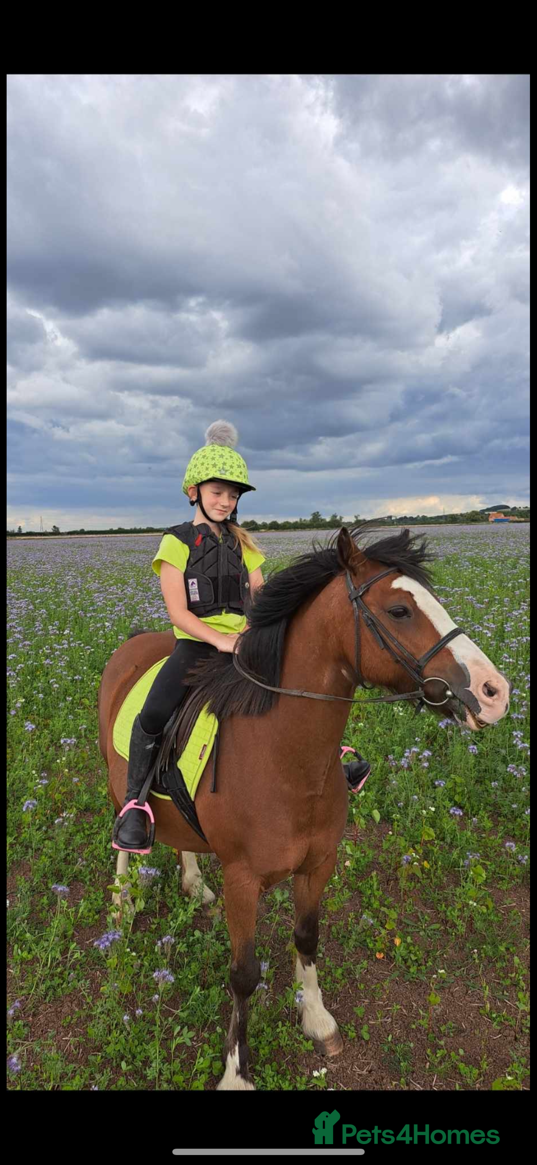 Irish Cob horses for sale: Cob bay mare 12.2 - Image 1
