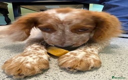 Cocker Spaniel dogs for sale: Beautiful Cocker Spaniel Female Puppy - Image 6