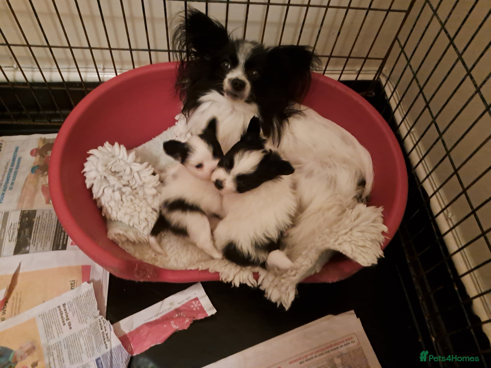 Papillon dogs Papillon puppies  - Advert 1