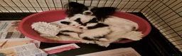 Papillon dogs for sale: Papillon puppies  in Frinton-on-Sea - Advert 1