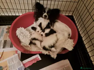 Papillon dogs Papillon puppies - Advert 3