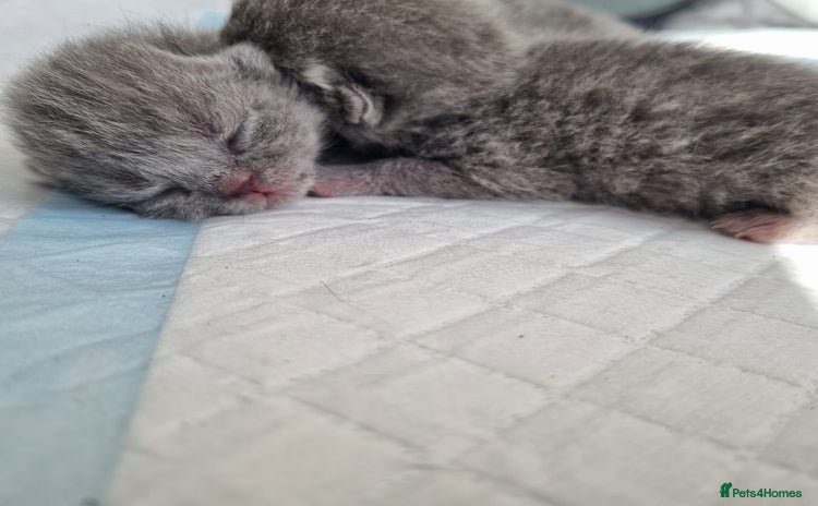 British Shorthair cats - Advert 10
