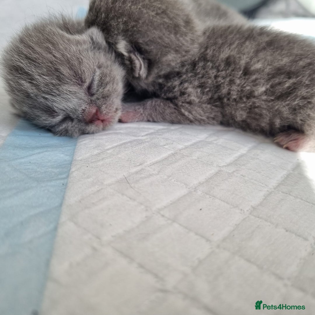 British Shorthair cats for sale: Beautiful British Short hair Blue kittens for sale - Image 1