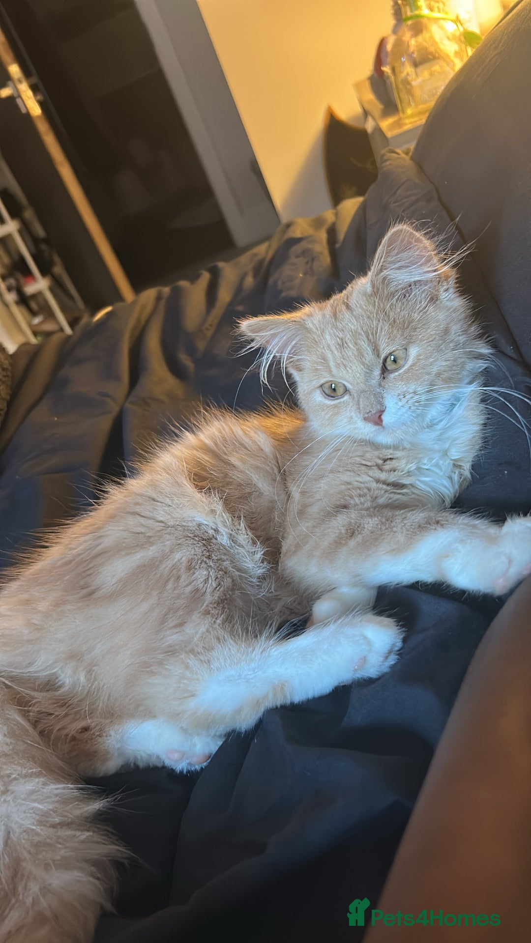 British Longhair cats for sale: Gorgeous Blue/Green Eyed British Long Hair Kitten  - Advert 1
