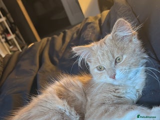 British Longhair cats Gorgeous blue/green Eyed British Long Hair Kitten - Advert 1