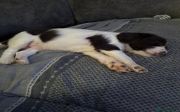English Springer Spaniel dogs for sale: Beautiful English Springer Spaniel Puppies  - Image 16