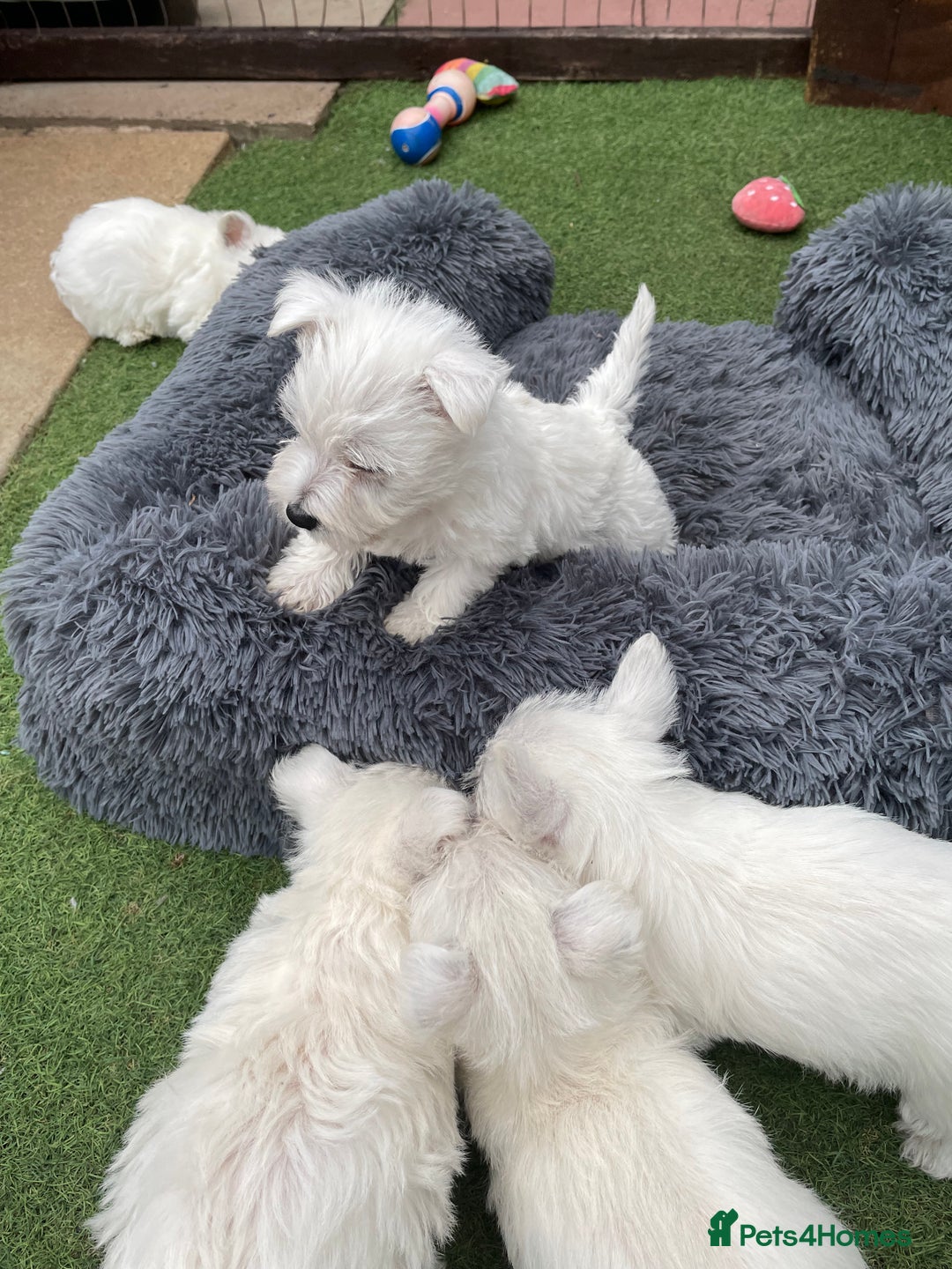 West Highland Terrier dogs for sale: West highland terrier  - Image 6
