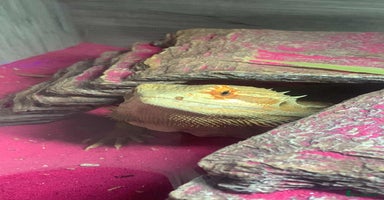 Lizard reptiles - Advert 1