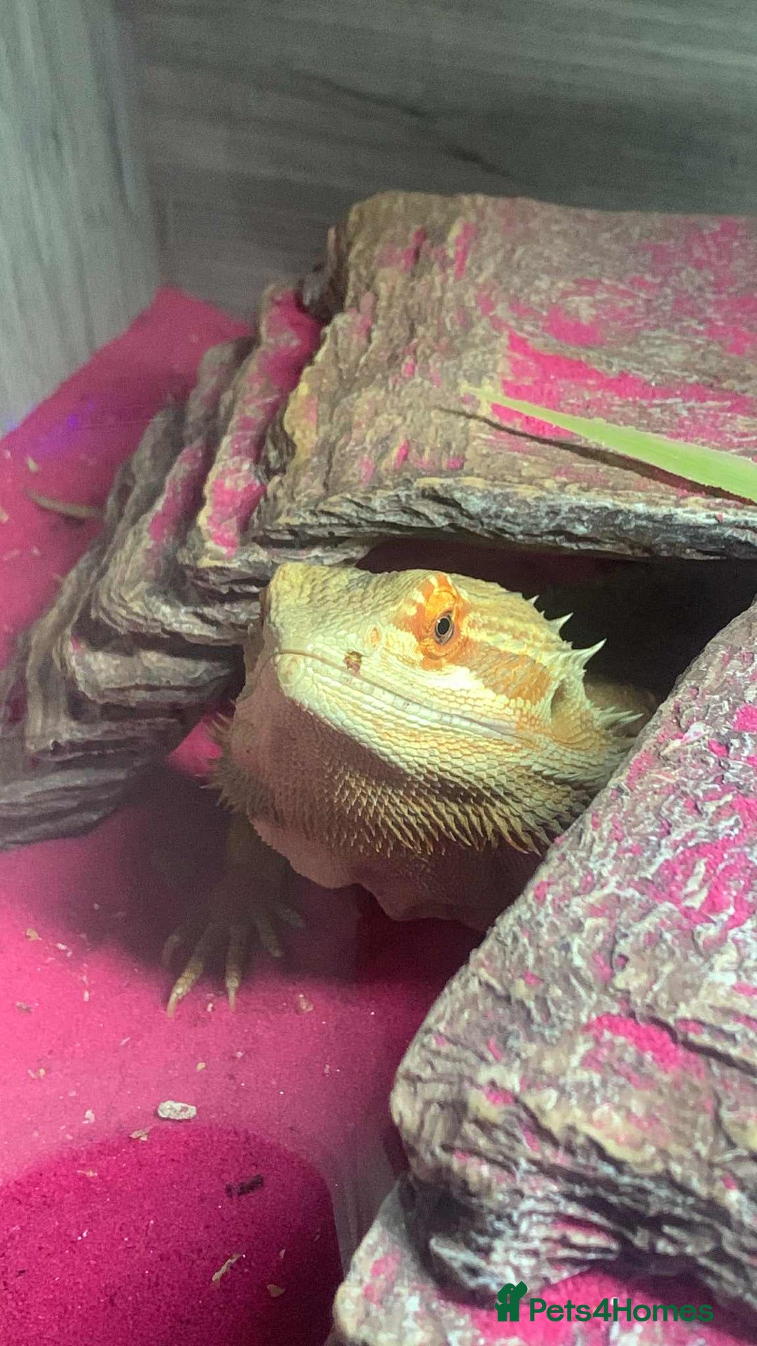 Lizard reptiles for sale: BEL & BD - Image 2