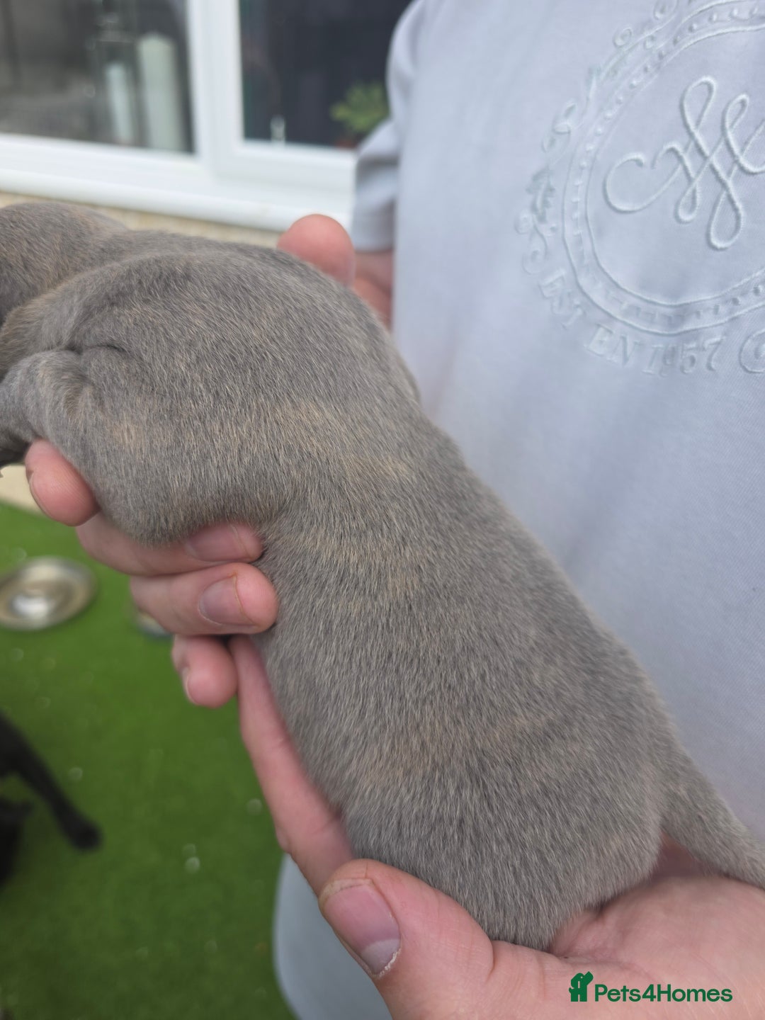 Staffordshire Bull Terrier dogs for sale: Stunning KC Staffs Very Unique colours - Image 24