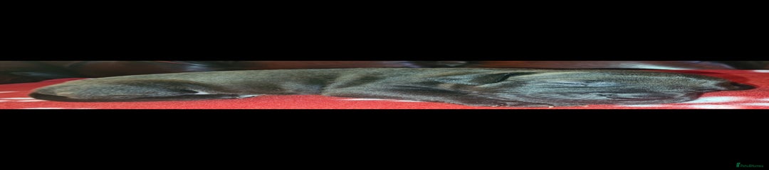 Staffordshire Bull Terrier Puppy 7