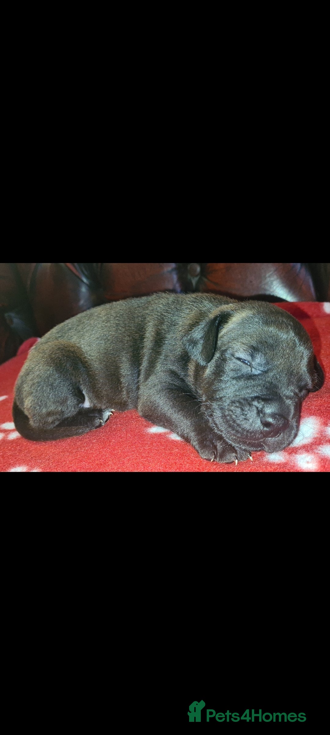 Staffordshire Bull Terrier dogs for sale: READY 7TH NOVEMBER ⭐️ 🐶 2 left ⭐️ staff pups  - Image 16