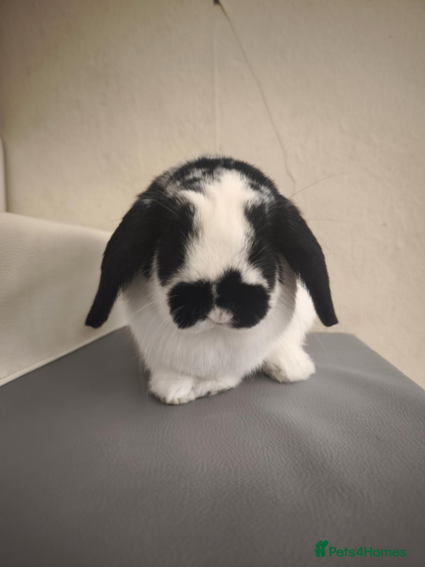 Mini Lop rabbits Neutered Male ready2 bond - Advert 9