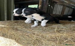 Border Collie dogs for sale: Border collie puppies  - Image 5