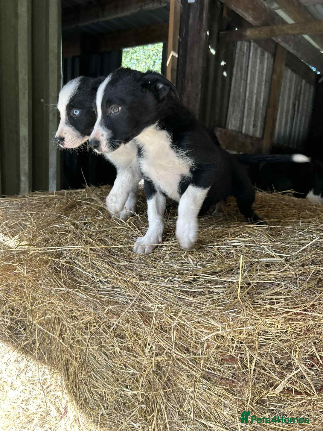 Border Collie dogs for sale: Border collie puppies  - Image 5