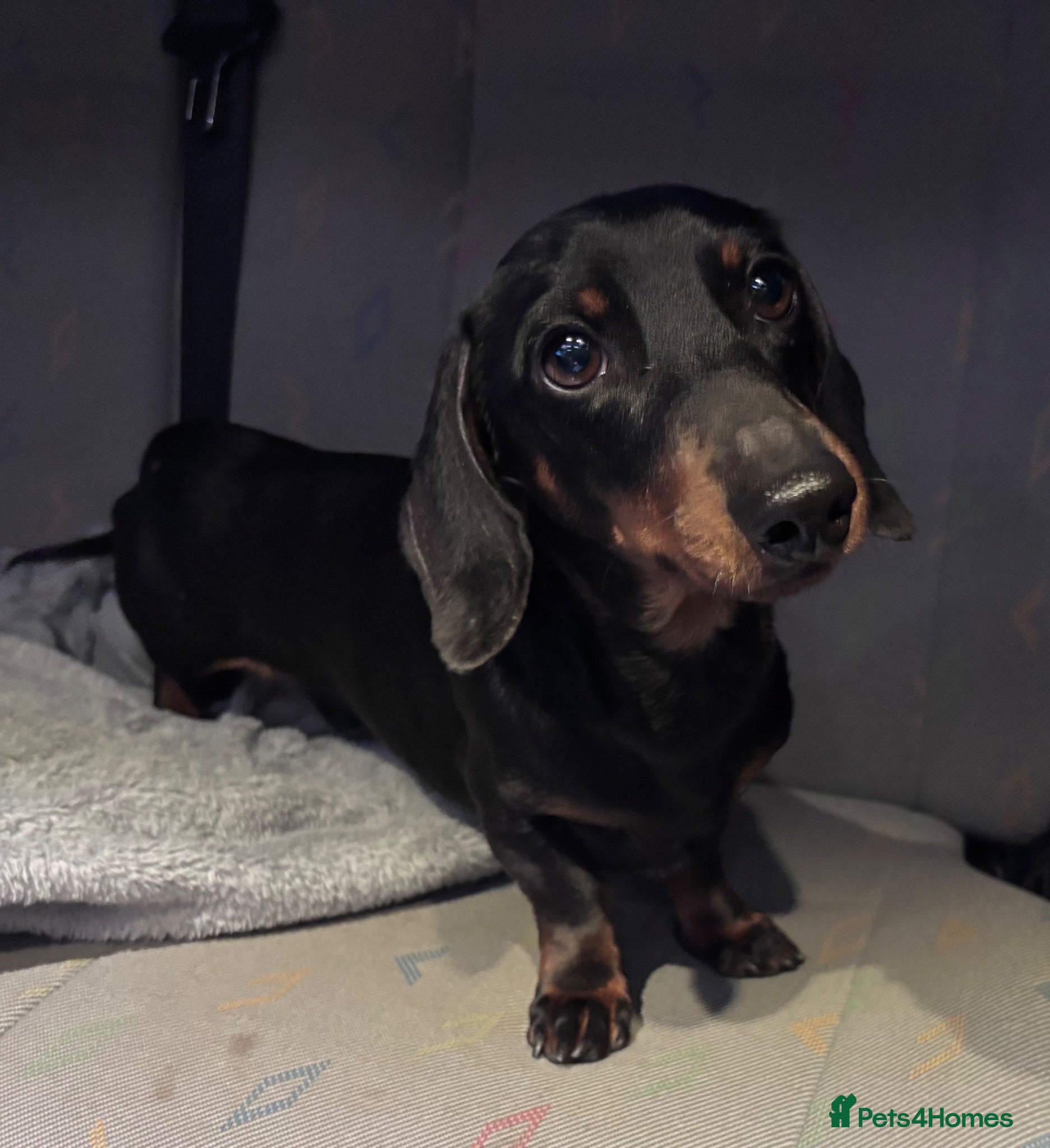 Miniature Dachshund dogs RIO — Proven Miniature Smooth Haired Dach Stud - Advert 2