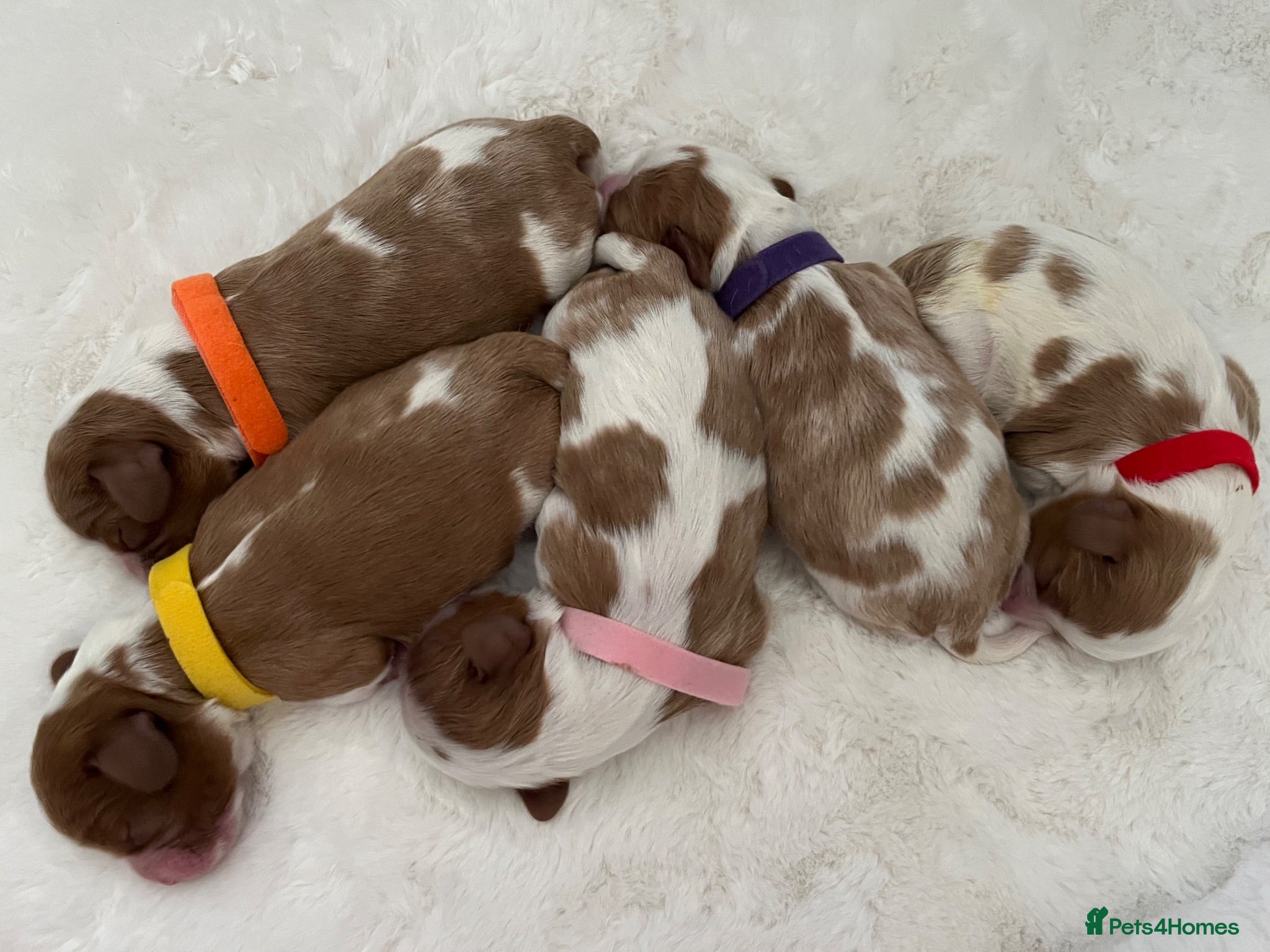 Cavalier King Charles Spaniel dogs KC Reg Health Tested Cavalier Puppies Due 18th Aug - Advert 14