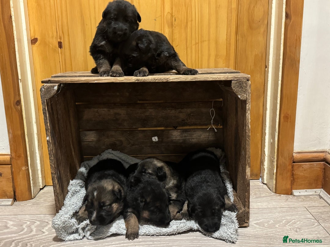 German Shepherd dogs for sale: German shepherd puppies  - Advert 10