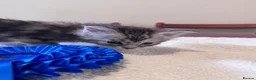 Maine Coon cats for sale: Fabulous Maine Coon Kittens with Pedigree For Sale - Advert 8