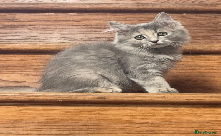 Mixed Breed cats - Advert 4