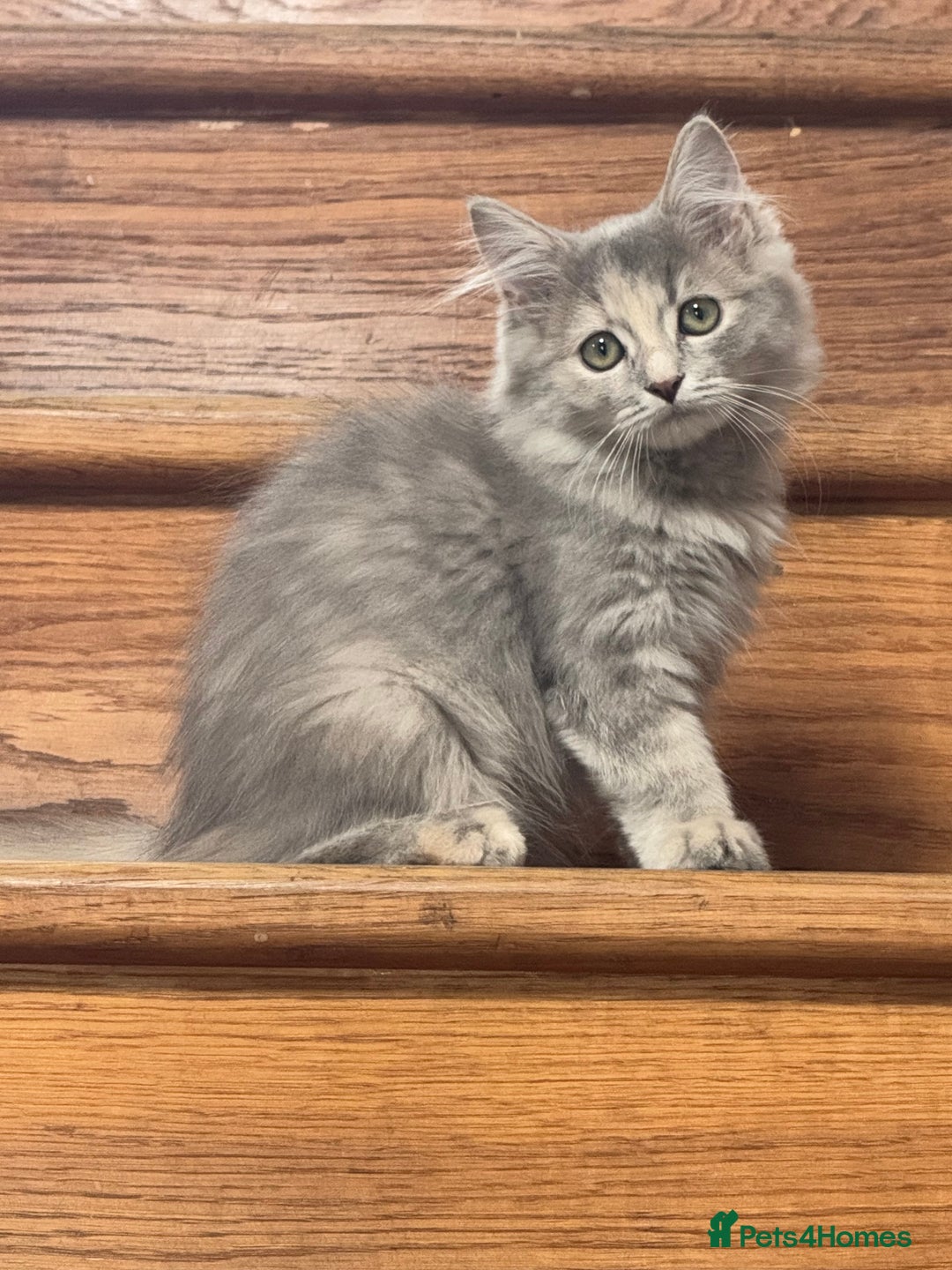 Mixed Breed cats for sale: Stunning Maine coon cross ragdoll kittens - Image 1