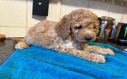 Miniature Poodle dogs for sale: Beautiful miniature poodle pups - Image 13