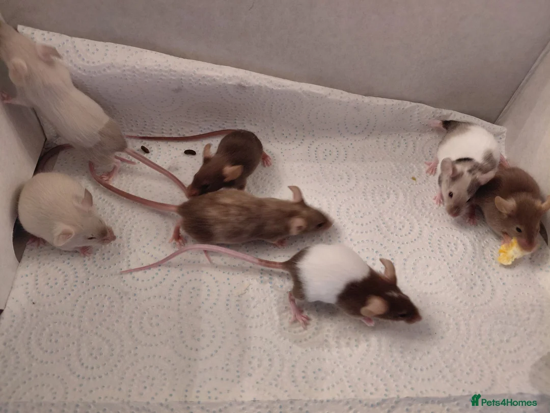 Mouse rodents for sale: Female mice - Advert 8