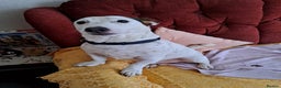 Jack Russell dogs for sale: Milo - Jack Russell is looking for a loving home - Advert 1