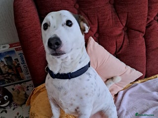 Jack Russell dogs Milo - Jack Russell is looking for a loving home - Advert 1