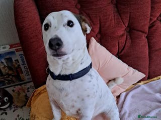Jack Russell dogs Milo - Jack Russell is looking for a loving home - Advert 20