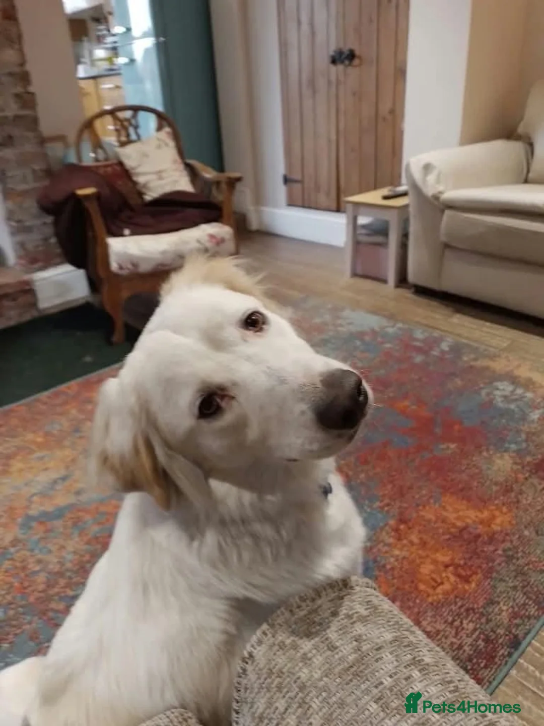 Mixed Breed dogs for adoption: Meet Luna, currently residing in Yorkshire  in Selby - Advert 2